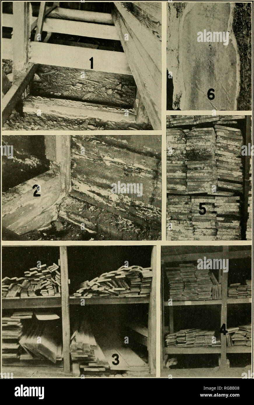 . Bulletin of the U.S. Department of Agriculture. Agriculture; Agriculture. Bui. 510, U. S. Dept. of Agriculture. Plate X.. Lumber Sanitation: Wood-Rotting Fungi.—X. Figs. 1 to 4.—A severe infection of an unidentified fungus in an Alaljama lumber yard: 1, Open shed where the fungus has progres.scd upward to the second bin, 5 feet from the ground; 2, corner of closed shed on the same premises where rolls of tarred roofing paper resting on the floor (not shown in the picture) were severely rotted at the ends; 3, the shed shown in figure 1, showhig how the infection started by piling too close to Stock Photo