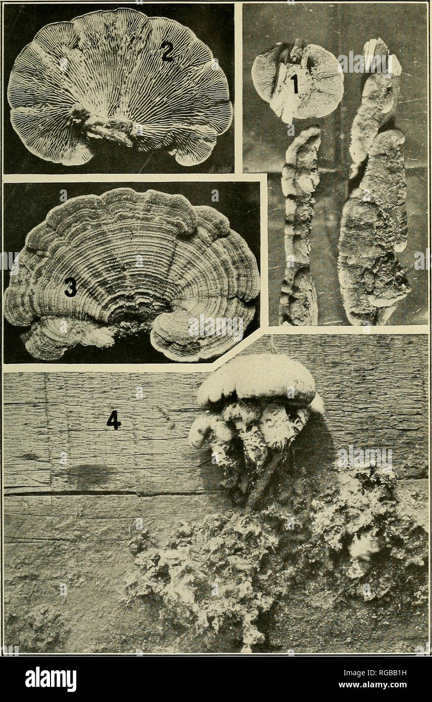 . Bulletin of the U.S. Department of Agriculture. Agriculture; Agriculture. Bui. 5 1 0, U. S. Dept of Agriculture. Plate VII.. Lumber Sanitation: Wood-Rotting Fungi.—VII. Pig. 1.^—Lenzites trabea, upper and lower surfaces. Figs. 2 and 3.—Lenzites bctuUna: 2, Lower sur- face; 3, upper surface. Fig. 4.—Lentinus lepideus, typical form on railway ties.. Please note that these images are extracted from scanned page images that may have been digitally enhanced for readability - coloration and appearance of these illustrations may not perfectly resemble the original work.. United States. Dept. of Agr Stock Photo