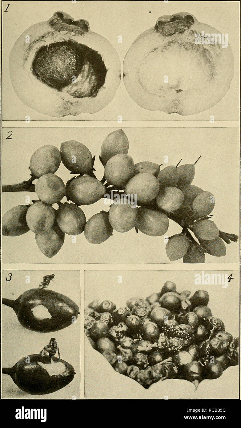 . Bulletin of the U.S. Department of Agriculture. Agriculture; Agriculture. Bui. 536, U. S. Dept. of Agriculture. Plate VIII.. Four Favorite Host Fruits of the Mediterranean Fruit Fly. Fig. 1.—Rose apple (Eugenia jarribos) sectioned to show the large hollow interior on the surface of which larvae prefer to feed. Fig. 2.—Mimusops elengi; fruit of an ornamental tree which sheds its infested fruit throughout a 3 to 4 month period. Fig. 3.—Adult C. capitata captured in sticky exudations of solidified sap about punctures in Chryso- phyllum oliviforme. Fig. 4.—A handful of mock-orange (Murraya exoti Stock Photo