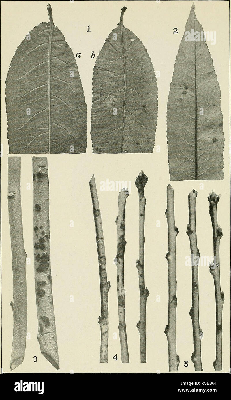 . Bulletin of the U.S. Department of Agriculture. Agriculture; Agriculture. Bui. 395, U. S. Dept. of Agriculture. Plate VI.. Peach Leaves and Twigs from Inoculation Experiments with Cladosporium CARPOPHiLUM, Madison, Wis., 1914. Fig. 1.—Lower surfaces of Chili leaves: a, Control, no infection; b, inoculated by spraying with sporiferous suspension from fruit strain, badly diseased. Photographed 51 days after inoculation. (Magnified, X IJ s-) Fig. 2.—Lower surface of Chili leaf 93 days after spraying with sporiferous suspension from fruit strain, showing sparse primary infection and abimdant sec Stock Photo