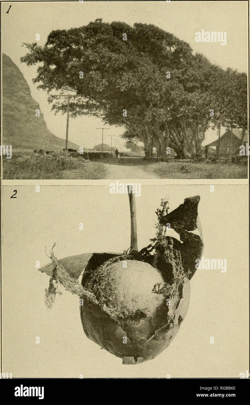 . Bulletin of the U.S. Department of Agriculture. Agriculture; Agriculture. Bui. 536; U. S. Dept. of Agriculture. Plate VI.. Host Fruits of the Mediterranean Fruit Fly. Pig. 1.—A grove of large ball kamani trees (Calophyllum inophijllum) producing shade for a country home on windward Oahu. Fruits from these trees are badly infested and are falling through- out the year. Fig. 2.—The inedible fruit consists of a round seed, covered by a thin fibrous pulp in which the larvse of the fruit fly work. (Original.). Please note that these images are extracted from scanned page images that may have been Stock Photo