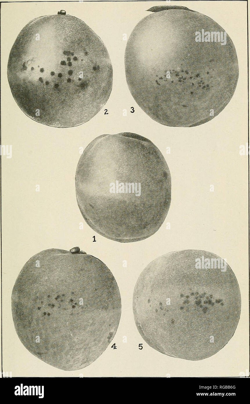. Bulletin of the U.S. Department of Agriculture. Agriculture; Agriculture. Bui. 395, U. S. Dept. of Agriculture. Plate V.. Elberta Peaches from Inoculation Experiments with Cladosporium CARPOPHiLUM, Cornelia, Ga., 1913. FiLt. 1.—Control, no infection. Photographed August 4, 76 days after the beginning of the ex- periment. (Reduced, X ^/s.) Figs. 2, 3, 4, and 5.—Inoculated with sporiferous suspensions from twig strains on noted areas of equatorial surfaces: 2, Inoculated May 20 and photographed 76 days later; 3 and 4, inoculated June 6 and photographed 59 days later; 5, inoculated May 27 and p Stock Photo