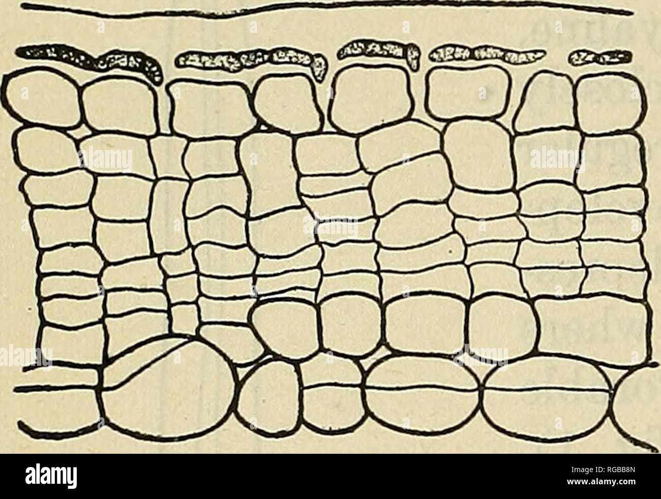 . Bulletin of the U.S. Department of Agriculture. Agriculture; Agriculture. 10 BULLETIN 395, U. S. DEPARTMENT OP AGEICULTURE.. Fig. 3.—Longitudinal section of a lesion from an Elberta peach twig of the current year's growth, showing the early subcuticular de- velopment of the fungus and a very early stage of cork ^formation. Camera-lucida drawing. (Magnified 310 times.) cork layers may be formed, before the final rapid swelling of tbe fruit prior to its matmi-ity. In such cases stresses are set up and cracks of varying sizes result. In many cases such openings are scarcely macroscopic, but on  Stock Photo
