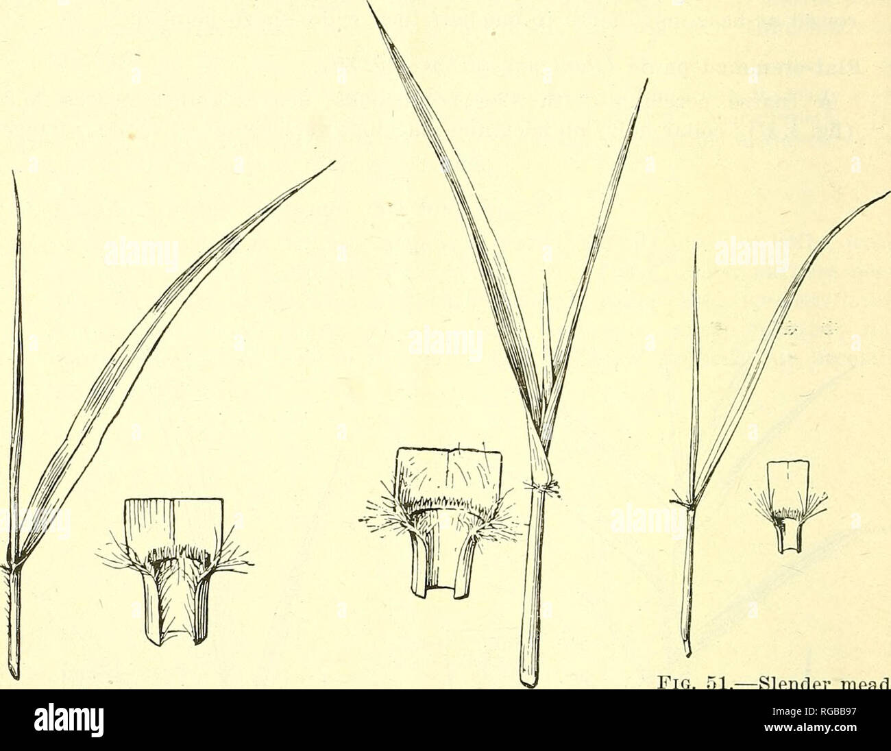 . Bulletin of the U.S. Department of Agriculture. Agriculture; Agriculture. 26 BULLETIN 461, U. S. DEPARTMENT OF AGRICULTURE. 48. Stink-grass (Eragrostis cilianensis; fig. 52). A slender, tufted, often decumbent annual; leaves rolled in the bud ; collar narrow, hairy; auricles none: ligule a fringe of hairs; sheaths glabrous,. Fig. 49.—Green foxtail (Chae- tochloa viridis.) Fig. 50. — Flat - stemmed panic (Panicum anceps). Fig. 51.—Slender mead- ow grass (Eragrostis pilosa). slightly compressed; blades flat, dull, and sparsely hairy above, glossy beneath, one-eighth inch wide. Stink-grass is v Stock Photo