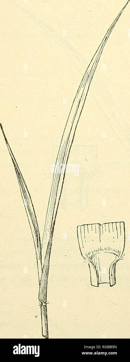 . Bulletin of the U.S. Department of Agriculture. Agriculture; Agriculture. Fig. 47.—Bermuda grass {Gapriola dactylon). Fig. 48. -False recltop (Tridens flavus). of short hairs ; sheaths strongly compressed, glossy, usually glabrous ; blades sparsely hairy on upper surface near base, three-eighths to one-half inch wide, sharp pointed. This grass closely resembles the field and smooth paspalums, from which it is distin- guished by its hairy ligule and rootstocks, and also false redtop, from which it differs in the presence of rootstocks. 47. Slender meadow grass (Eragrostis pilosa; fig. 51). A  Stock Photo