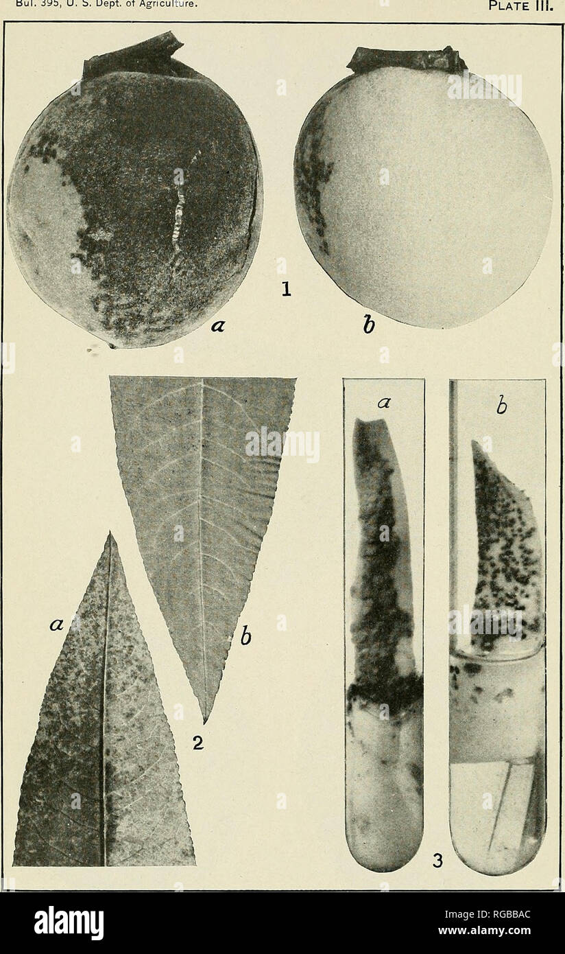 . Bulletin of the U.S. Department of Agriculture. Agriculture; Agriculture. Bui. 395, U. S. Dept. of Agriculture Plate. ClaDOSPORIUM CARPOPHILUM ON PEACH FRUIT AND LEAF AND IN CULTURE. Fig. 1.—Badly diseased Elberta fruit, showing typical distribution of infection: a, Surface most exposed to wetting, abundantly iniected; b, surface least subject to wetting, no disease evident, rrom Chevy Chase, Md., August 6,1915. (Natural size.) Fig. 2.—Distal portion of a badly dis- eased Heath leaf, showing typical dLstribution of the infection: a. Lower surface, abimdantly infected; b, upper surface, no in Stock Photo