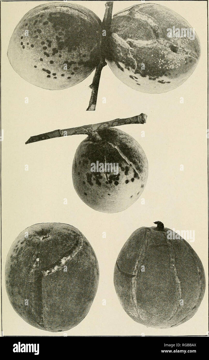 . Bulletin of the U.S. Department of Agriculture. Agriculture; Agriculture. Bui. 395, U. S. Dept. of Agriculture. Plate II.. Elberta Peaches Badly Attacked by Cladosporium carpophilum. The upper flgiire shows browoi-rot followmg scab. From Chevy Chase, Md., August 6,1915, about a week before harvest. (Natural size.). Please note that these images are extracted from scanned page images that may have been digitally enhanced for readability - coloration and appearance of these illustrations may not perfectly resemble the original work.. United States. Dept. of Agriculture. [Washington, D. C. ?] : Stock Photo