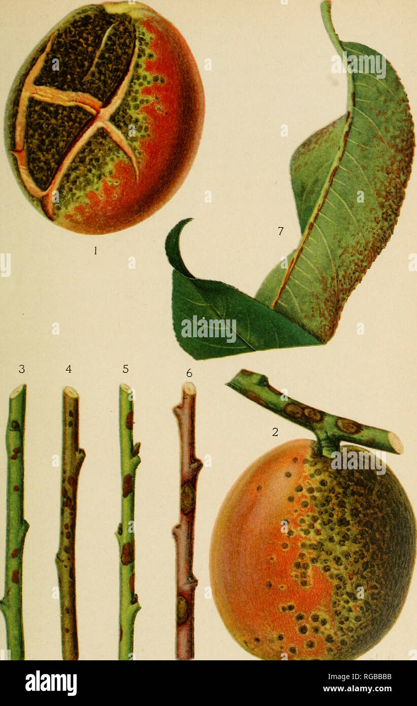 . Bulletin of the U.S. Department of Agriculture. Agriculture; Agriculture. Bui. 395, U. S. Dept. of Agriculture Plate. Peach fruits, twigs, and leaf attacked by Cladosporium carpophilum. Figs. 1 and 2.—Badly diseased Elberta fruits from Chevy Chase, Md., August 6, 1915 (about a week before harvest;. Fig. 1.—Cracking of the diseased area. Fig. 2.—Close proxiuiitv of twig lesions to the infected area of the fruit. Figs. 3 and 4.—Early stages of infection on twigs of 1-vear-old Early Crawford trees from inoculation experiments at Madison, Wis., August 6, 1915. Pa&quot;inted40 days after inoculat Stock Photo