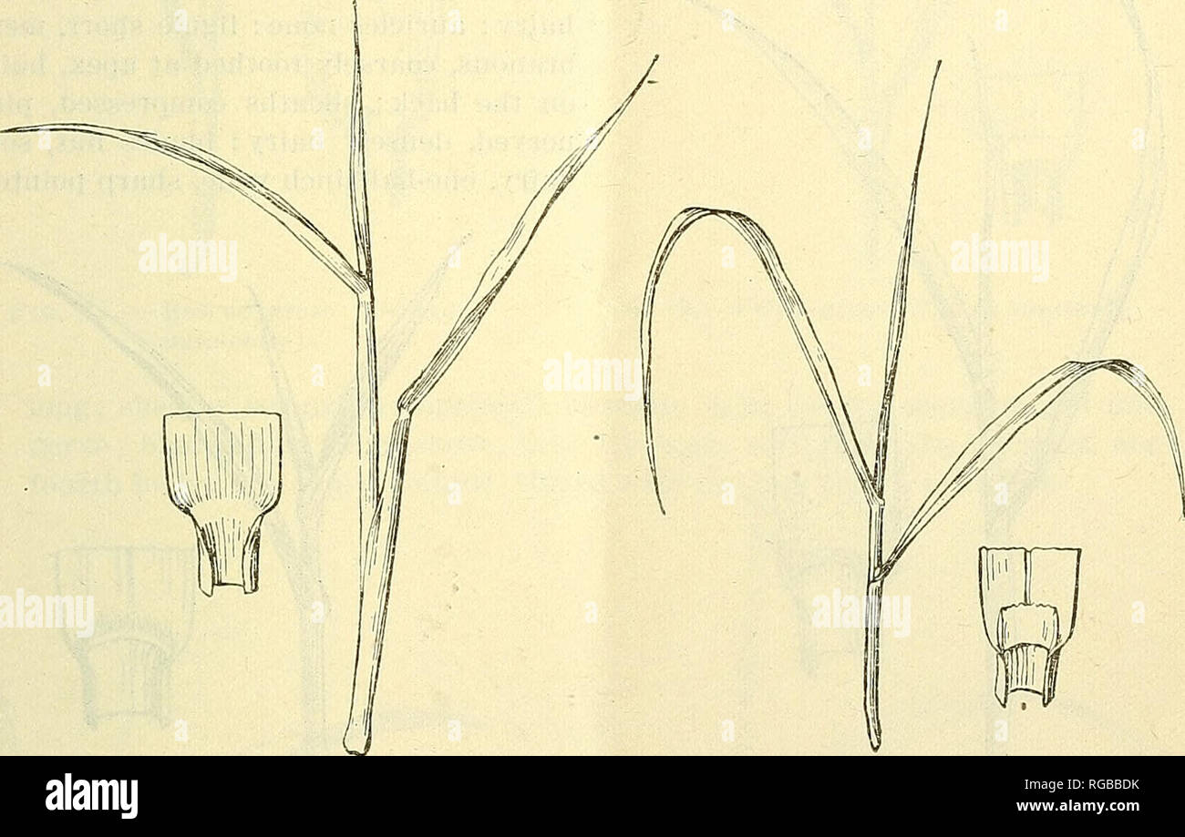 . Bulletin of the U.S. Department of Agriculture. Agriculture; Agriculture. IDENTIFICATION OF GRASSES. 21 32. Nimble Will (Muhlenbergia schreberi; fig. 36). A pale-green, glabrous perennial, creeping by stolons; leaves rolled in the bud; collar narrow, glabrous; auricles none; ligule membranous, short, lacerate ; sheaths compressed, loose; blades short when young, soft and flat; stolons very slender, hard, wiry, much branched, the joints one-half to 1 inch long. Often the fine, very much branched stolons of this grass lie off the root only when the joints come in contact with the soil. ground  Stock Photo