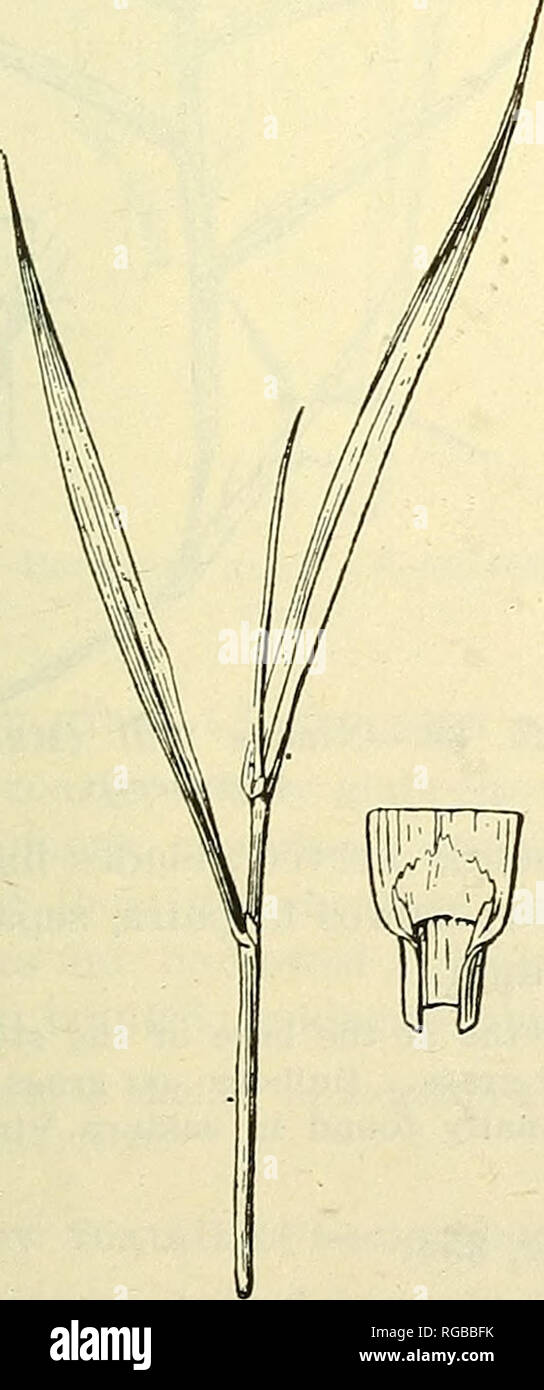 . Bulletin of the U.S. Department of Agriculture. Agriculture; Agriculture. Fig. 31.—Chess (Bromus secalinus). Fig. 32.—Timothy (Phleum pratense). 27. Chess (Bromus secalinus; fig. 31). A tufted, pale-green annual; leaves rolled in the bud; collar broad, glabrous; auricles none; ligule short, membranous, toothed near the tip;. Please note that these images are extracted from scanned page images that may have been digitally enhanced for readability - coloration and appearance of these illustrations may not perfectly resemble the original work.. United States. Dept. of Agriculture. [Washington,  Stock Photo