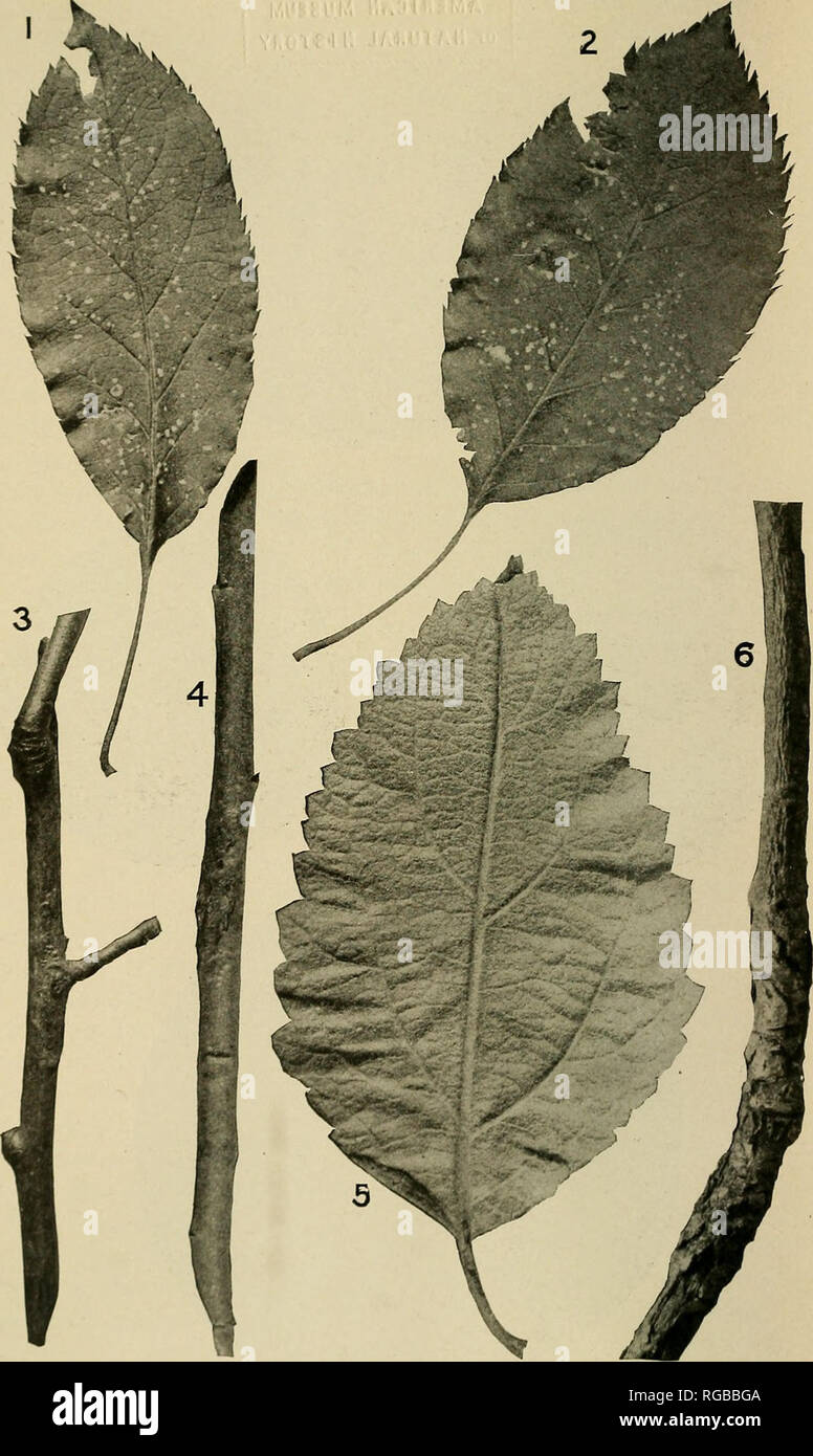 . Bulletin of the U.S. Department of Agriculture. Agriculture; Agriculture. Bui. 534, U. S. Dept. of Agriculture. Plate II.. Apple Leaves and Twigs Showing Blotch. 1 and 2,1-eaves of the Arkansas Black variety, with spots caused by the blotch fungus, Centerton, Ark., July 31,1915; 3, 1-year-old blotch canker on Ben Davis apple twig, Bentonville, Ark., 1914; 4, 2-year-old blotch canker on Ben Davis apple twig, Bentonville, Ark., 1914; 5, leaf of the Missouri variety, showing lesions on petiole and midrib produced by artificial inoculation with spores of Phyllosticta solitaria from pure cultures Stock Photo