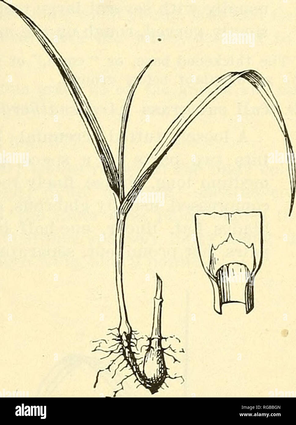 . Bulletin of the U.S. Department of Agriculture. Agriculture; Agriculture. Fig. 31.—Chess (Bromus secalinus). Fig. 32.—Timothy (Phleum pratense). 27. Chess (Bromus secalinus; fig. 31). A tufted, pale-green annual; leaves rolled in the bud; collar broad, glabrous; auricles none; ligule short, membranous, toothed near the tip;. Please note that these images are extracted from scanned page images that may have been digitally enhanced for readability - coloration and appearance of these illustrations may not perfectly resemble the original work.. United States. Dept. of Agriculture. [Washington,  Stock Photo