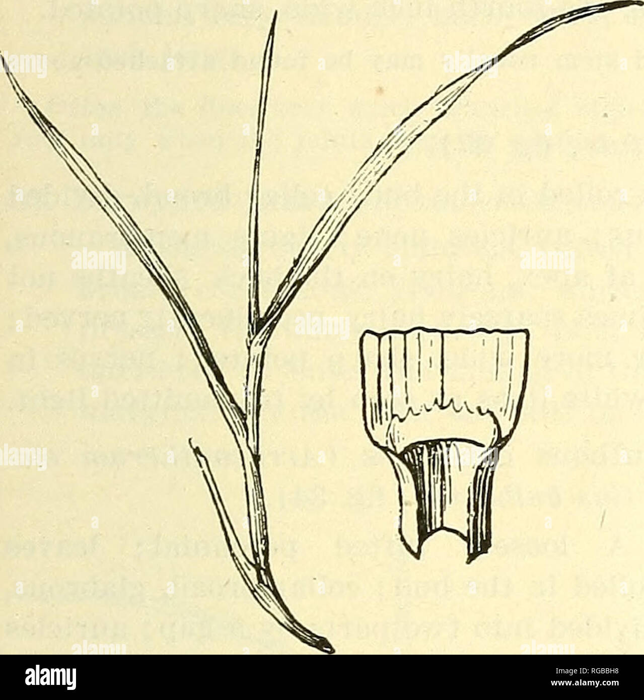 . Bulletin of the U.S. Department of Agriculture. Agriculture; Agriculture. IDENTIFICATION OP GEASSES. 19 This grass produces a fine, dense turf. Velvet bent (Agrostis canina; fig. 30, B) is similar to creeping bent, but grows in a still finer turf and is distinguished by a long acute ligule and by scabrous blades when viewed with a lens.. Please note that these images are extracted from scanned page images that may have been digitally enhanced for readability - coloration and appearance of these illustrations may not perfectly resemble the original work.. United States. Dept. of Agriculture.  Stock Photo