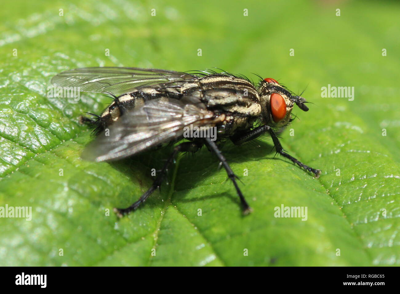 A Sarcophaga species of flesh fly, at Irvine in Ayrshire. Stock Photo