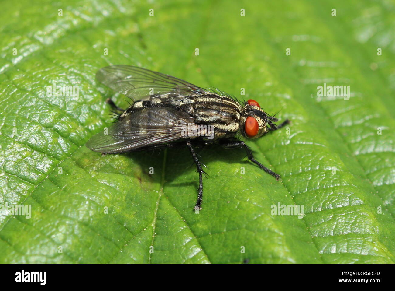 A Sarcophaga species of flesh fly, at Irvine in Ayrshire. Stock Photo