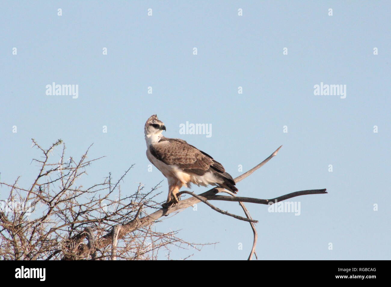 Immature Martial Eagle (Polemaetus bellicosus) resting on a tree in Tsavo East National Park, Kenya Stock Photo