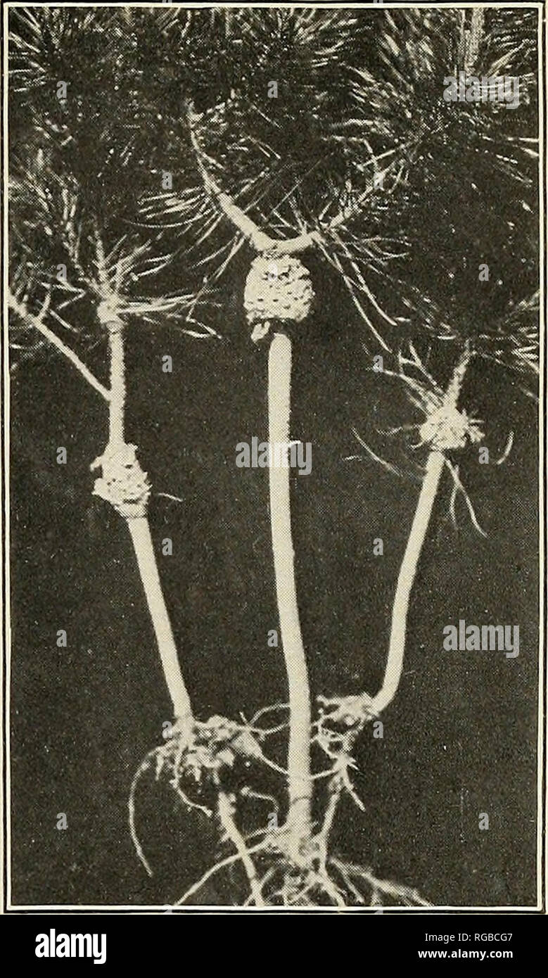 . Bulletin of the U.S. Department of Agriculture. Agriculture; Agriculture. Fig. 1.—A 6-Year-0ld Jack Pine In- fected WITH PERIDERMIUM CEREBRUM. The complete girdling of the main stem by two oppositely arranged galls is shown. Note the wedge-shaped gall tissues. Fiq. 2.—Four-Year-Old Seedlings of Jack Pine, Showing the Char- acteristic Swellings of Perider- mium Cerebrum. The entire crown of the seedlings develops into spherical brooms.. Please note that these images are extracted from scanned page images that may have been digitally enhanced for readability - coloration and appearance of thes Stock Photo