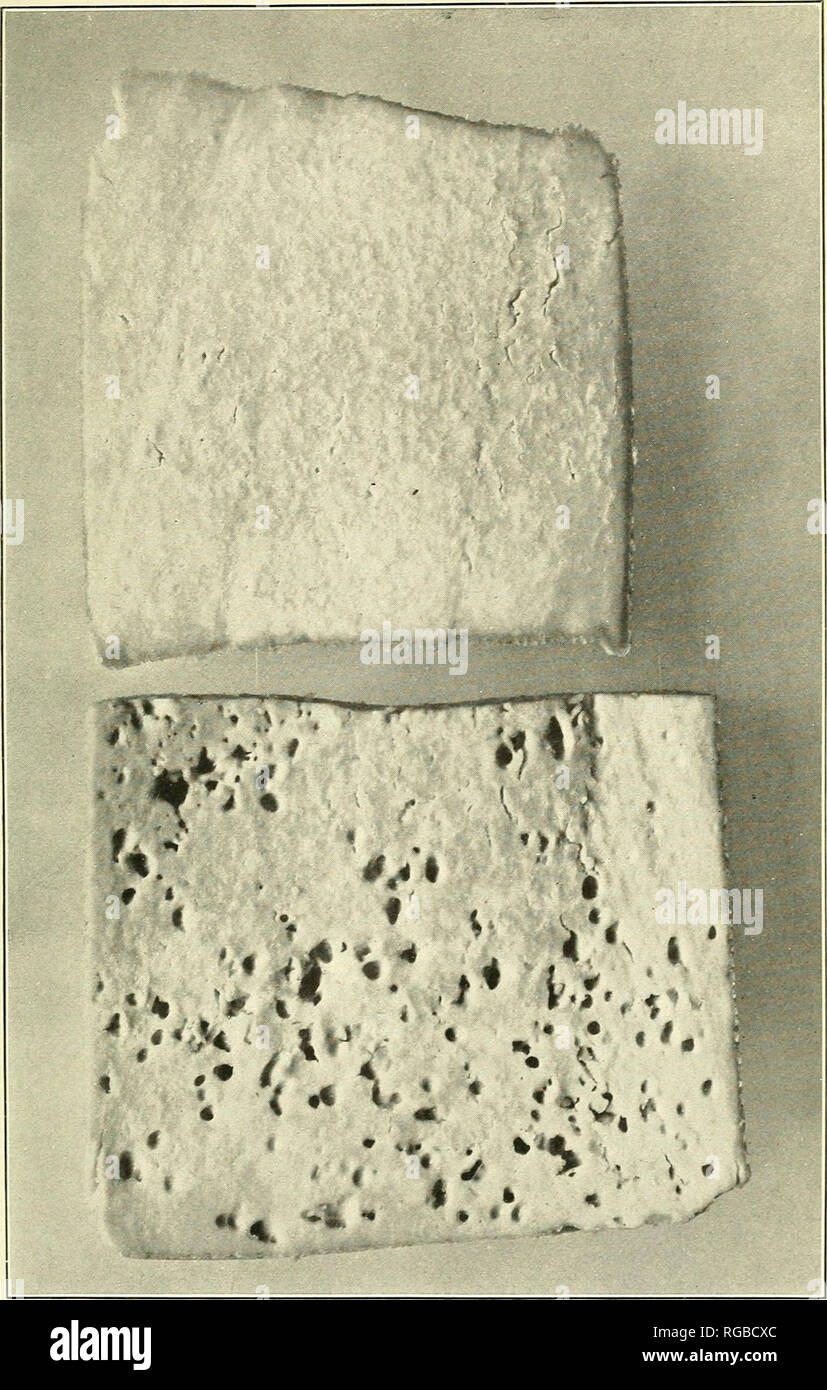 . Bulletin of the U.S. Department of Agriculture. Agriculture; Agriculture. Bui. 148, U. S. Dept. of Agriculture. Plate I.. Effect of Using Bacillus bulgaricus Starters to Control Fermentations in Making Swiss Cheese. These cheeses were cut 24 hours after making from the same lot of badly contaminated milk; the upper was made with starter, the lower, without any starter, is&quot;badly &quot;nissler.&quot;. Please note that these images are extracted from scanned page images that may have been digitally enhanced for readability - coloration and appearance of these illustrations may not perfectl Stock Photo