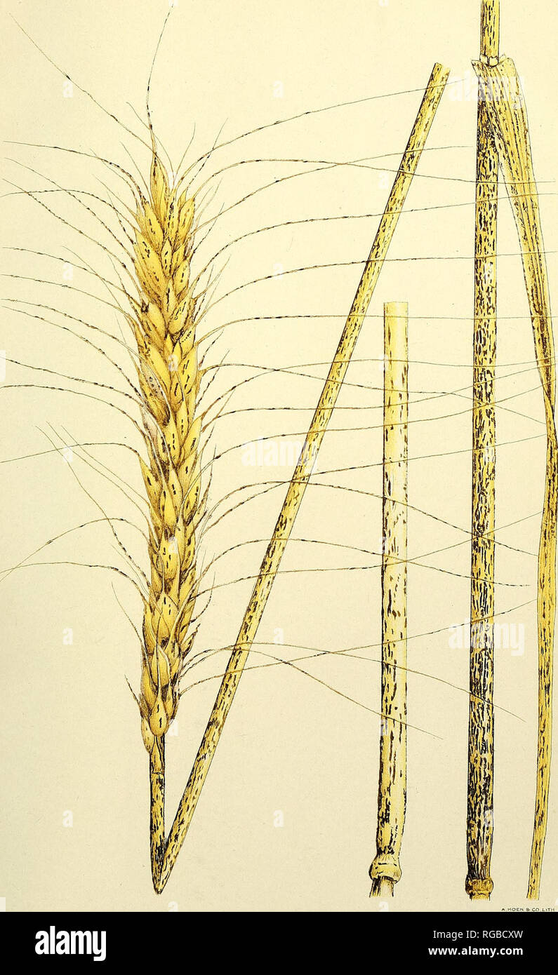 . Bulletin of the U.S. Department of Agriculture. Agriculture; Agriculture. Bui. 1046, U. S. Dept. of Agriculture. Plate III.. Typical Infection of Stem Rust of Turkey Wheat. This represents the susceptible strain of this variety used as a check in the wheat-rust nursery in 1916.. Please note that these images are extracted from scanned page images that may have been digitally enhanced for readability - coloration and appearance of these illustrations may not perfectly resemble the original work.. United States. Dept. of Agriculture. [Washington, D. C. ?] : The Dept. : Supt. of Docs. , G. P. O Stock Photo