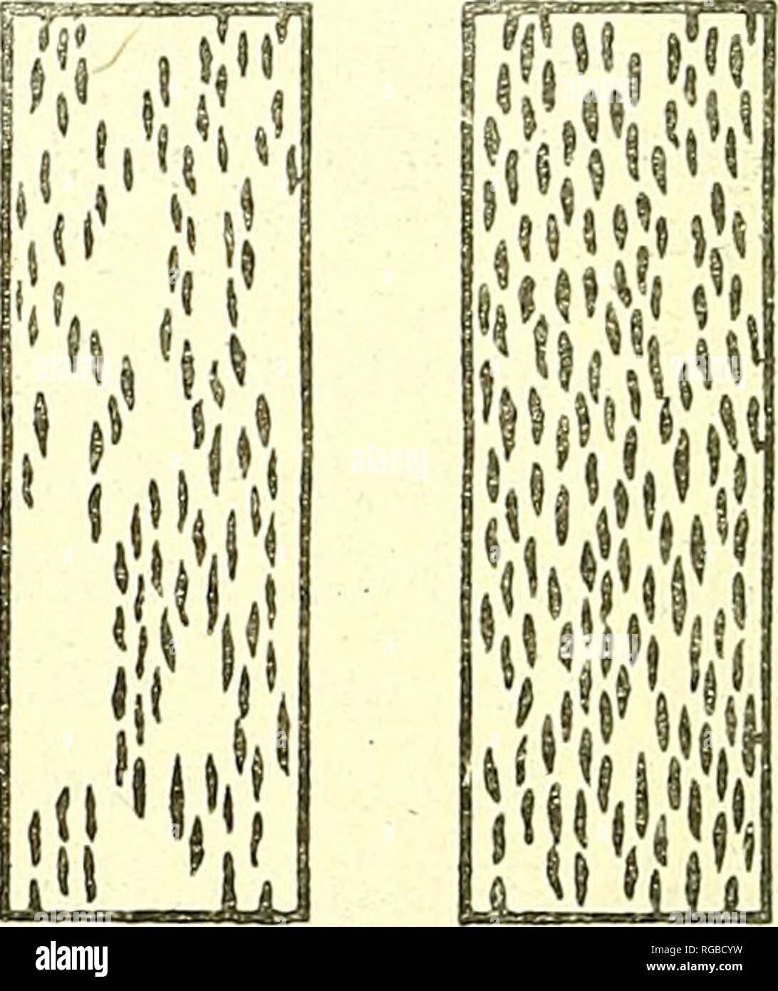 Rusticated Stats . Bulletin of the U.S. Department of Agriculture. Agriculture ...