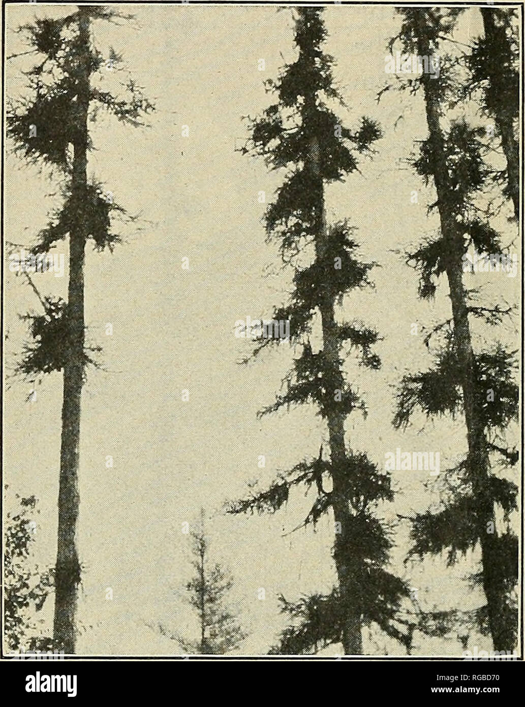 . Bulletin of the U.S. Department of Agriculture. Agriculture; Agriculture. BULLETIN&quot; 317, I*. S. DEPARTMENT OF AGRICULTURE. common to find them lopped off by the wind. This is especially true of tall stems that have come up in close canopy and afterwards become more or less isolated. In the case of the larch the ill effects of the wind are greatly augmented by the heavy loads of long, trail- ing lichens (Alectoria fremontii Tuck, and TJsnea longissima Ach.) supported by the branches (fig. 3). During rainy periods these lichens, through the absorption of large quantities of water, increas Stock Photo