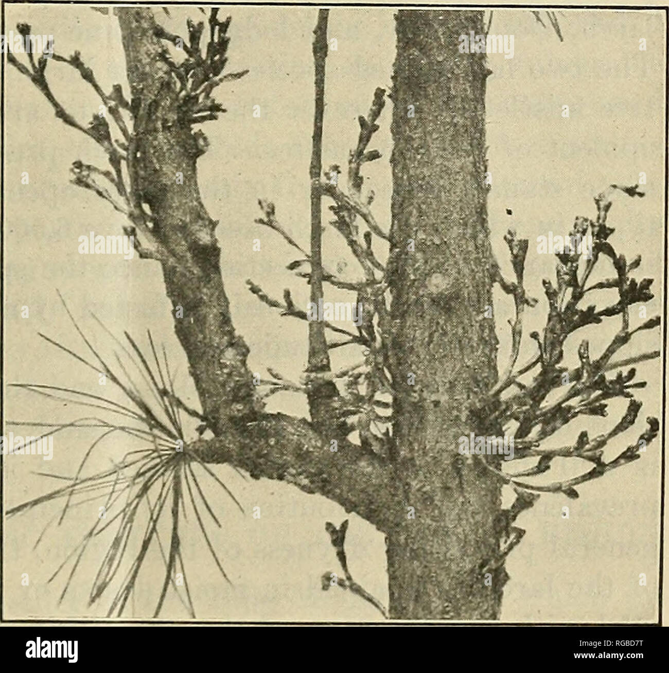 . Bulletin of the U.S. Department of Agriculture. Agriculture; Agriculture. LARCH MISTLETOE. THE LARCH MISTLETOE. This bulletin deals in the main with the immediate practical results of an investigation of the injurious effects of the larch mistletoe on its host in the Blue Mountain region of Oregon and serves to introduce one of a series of studies on the mistletoes of coniferous trees in general. The larch mistletoe (fig. 1), originally named Razoumof- skya douglasii laricis by Piperx and given as a subspecies of the Douglas-fir mistletoe, has recently been raised by the same writer2 to the  Stock Photo