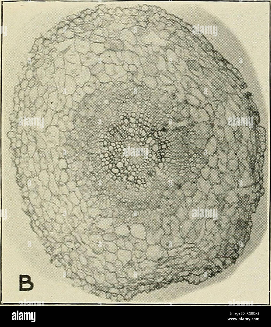 Constricted Tree Root Area Cortical plate hi-res stock photography and images - Alamy