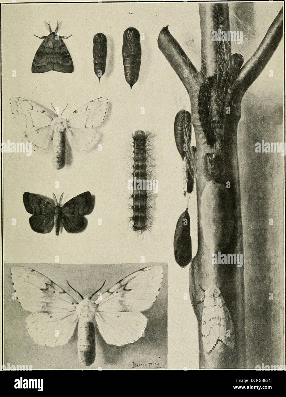 . Bulletin of the U.S. Department of Agriculture. Agriculture; Agriculture. Bui. 204, U. S. Dept. of Agriculture. Plate I.. The Gipsy Moth (Porthetria dispar). Upper left, male moth with wings folded ; just below this, female moth with wings spread ; just below this, male moth with wings spread; lower left, female moth, enlarged; top center, male pupa at left, female pupa at right; center, larva; on branch, at top, newly formed pupa; ou branch; just below this, larva ready to pupate; on branch, left side, pupse; on branch, center, egg cluster, on branch, at bottom, female moth depositing egg c Stock Photo