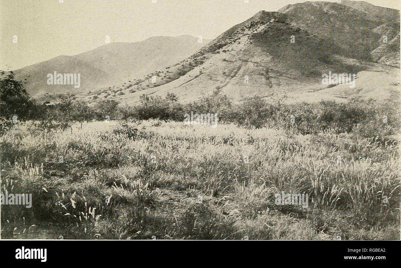 . Bulletin of the U.S. Department of Agriculture. Agriculture; Agriculture. Fig. 1.—A General Valley Pasture, Made up of Panicum Obtusum, Chloris Eleqans, Species of Bouteloua, and Various Weedy Plants.. Fig. 2.—Valota Saccharata in Mountain Foothills, Southern Arizona.. Please note that these images are extracted from scanned page images that may have been digitally enhanced for readability - coloration and appearance of these illustrations may not perfectly resemble the original work.. United States. Dept. of Agriculture. [Washington, D. C. ?] : The Dept. : Supt. of Docs. , G. P. O. Stock Photo
