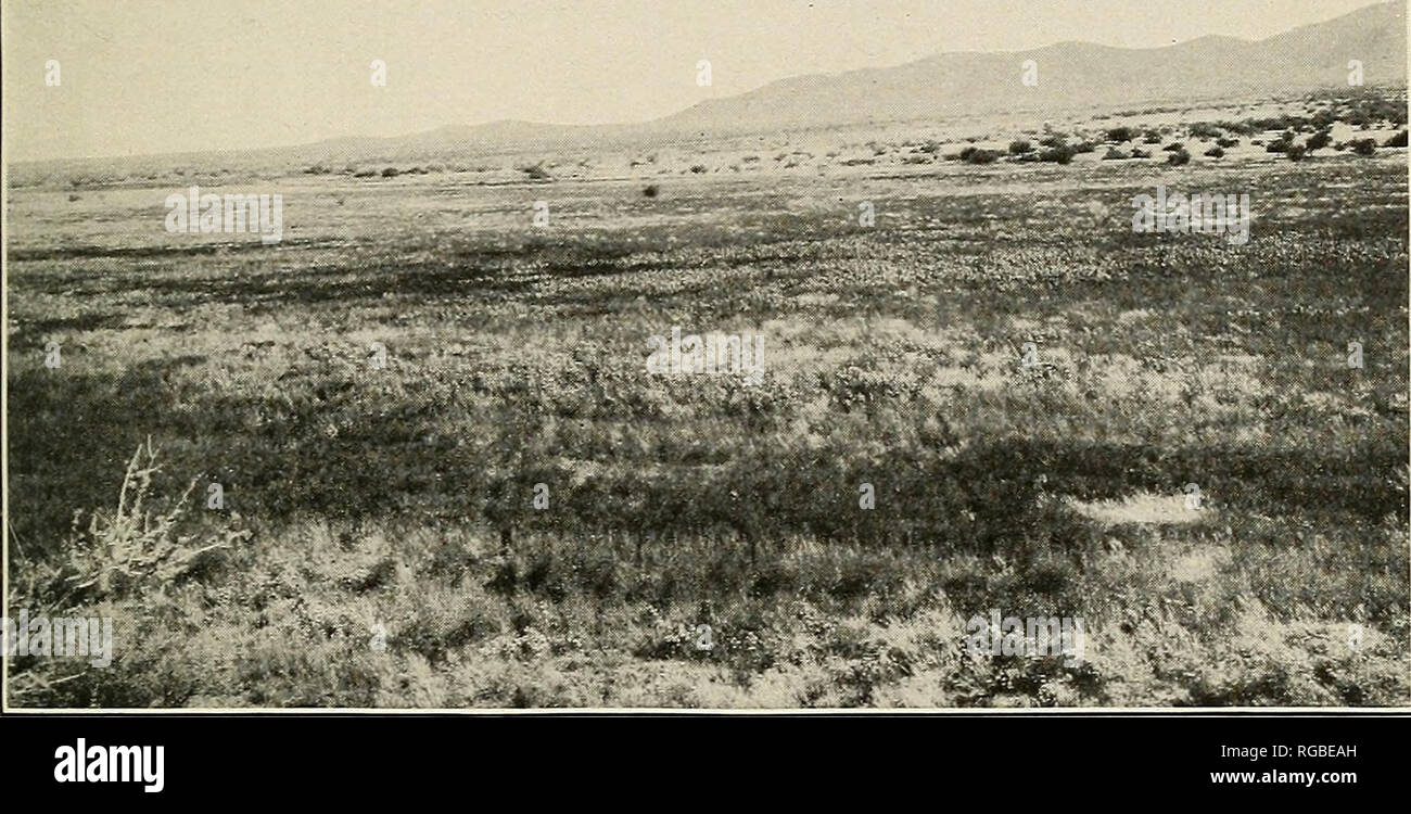 . Bulletin of the U.S. Department of Agriculture. Agriculture; Agriculture. Bui. 201, U. S. Dept. of Agriculture. Plate IX.. Fig. 1.—A General Valley Pasture, Made up of Panicum Obtusum, Chloris Eleqans, Species of Bouteloua, and Various Weedy Plants.. Please note that these images are extracted from scanned page images that may have been digitally enhanced for readability - coloration and appearance of these illustrations may not perfectly resemble the original work.. United States. Dept. of Agriculture. [Washington, D. C. ?] : The Dept. : Supt. of Docs. , G. P. O. Stock Photo