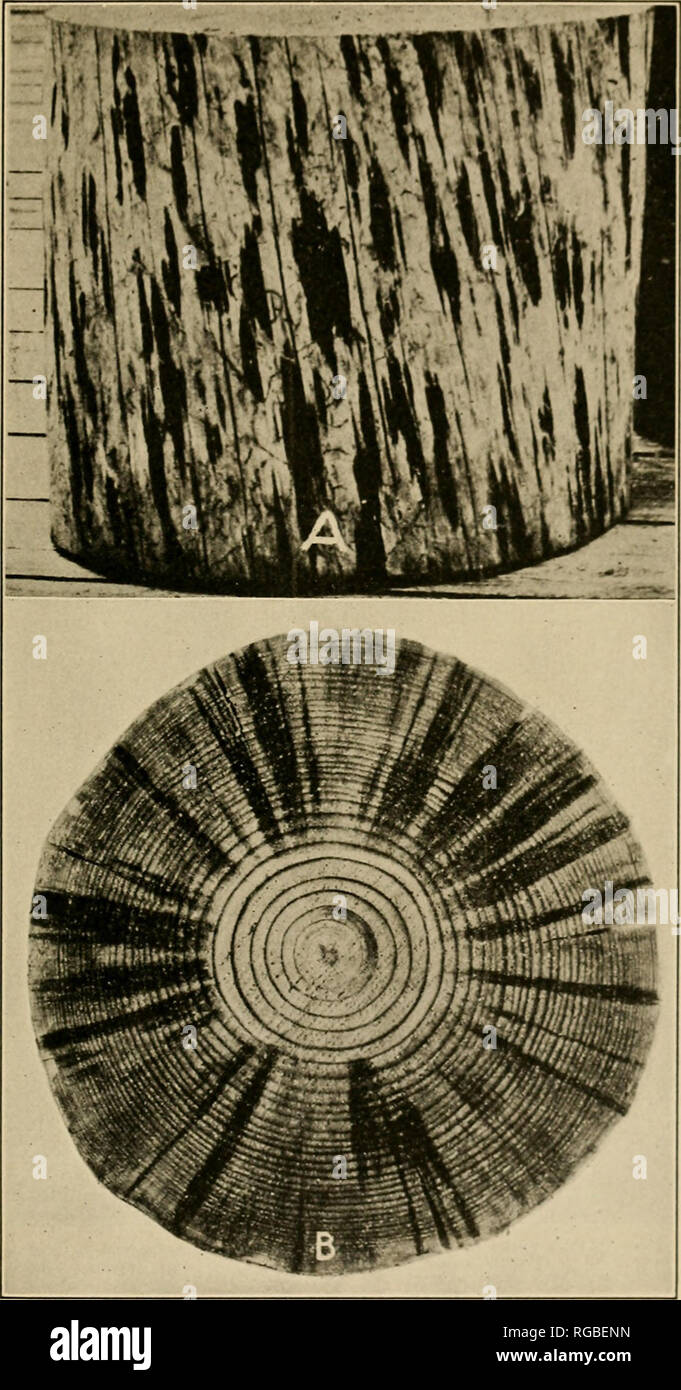 . Bulletin of the U.S. Department of Agriculture. Agriculture; Agriculture. DEFECTS IX TIMBEB CAUSED BY INSECT! 41. Fig. 44.—Section of short-leaf pine, Showing &quot; blue Btain &quot; of sapwood after attack by the southern pine beetle (Dendroctomu frontalis). A. side view; B, cross section showing st.ilu extending to the beartwood. Serious Muing in the log sonietiuaes appears to take place without the aid of insects. Please note that these images are extracted from scanned page images that may have been digitally enhanced for readability - coloration and appearance of these illustrations ma Stock Photo