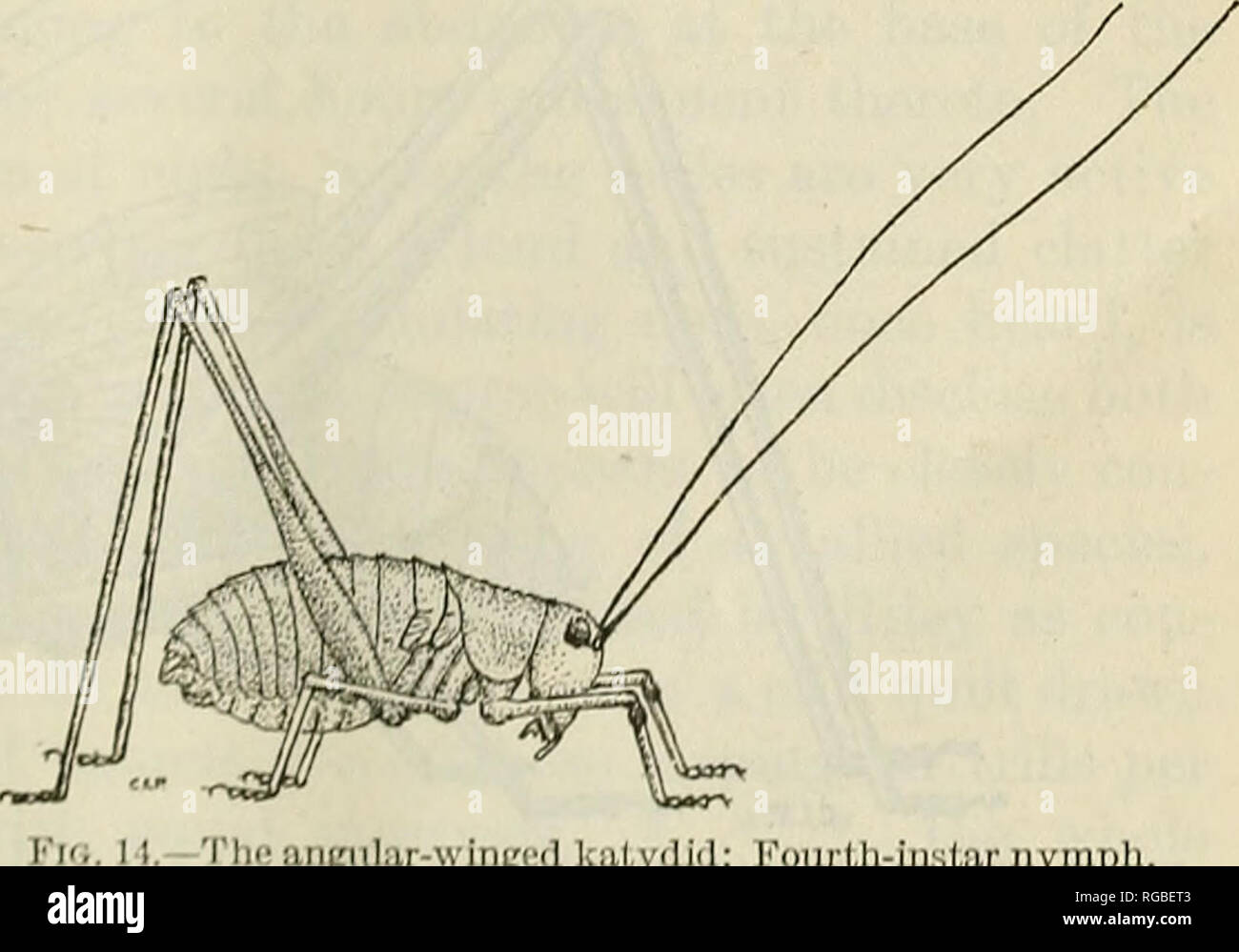 . Bulletin of the U.S. Department of Agriculture. Agriculture; Agriculture. Fig. 12.—The angular-winged katydid: Second-in- star nymph. Somewhat over twice natural size. (Original.) Fig. 13.—The angular-winged katydid: Third-instar nymph. Nearly three times natural size. (Origi- nal.) length of head, 2.9 mm.; length of pronotum, 1.6 mm.; length of posterior femur, 8 mm.; length of posterior tibia, 8 mm.; length of antenna, 20.25 mm. Color and shape of body as before, except that black spots are less conspicuous. Fourth instar (fig. 14).—Measurements: Length of body, 10 mm.; length of head, 3.7 Stock Photo