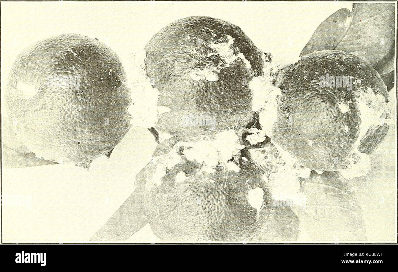 . Bulletin of the U.S. Department of Agriculture. Agriculture; Agriculture. Fig. 1.—The Mealy Bug (Pseudococcus citri) on Oranges, Sicily. (Original.). Fig. 2.—Lemons with Severe Infestation of Mealy Bug (P. citri), Acireale, Sicily. (Original.) DAMAGE TO CITRUS FRUITS BY THE MEALY BUG.. Please note that these images are extracted from scanned page images that may have been digitally enhanced for readability - coloration and appearance of these illustrations may not perfectly resemble the original work.. United States. Dept. of Agriculture. [Washington, D. C. ?] : The Dept. : Supt. of Docs. ,  Stock Photo