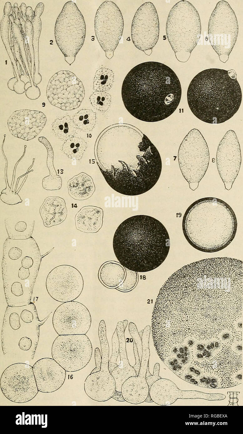 . Bulletin of the U.S. Department of Agriculture. Agriculture; Agriculture. Bui. 1117, U S. Dept. of Agriculture. Plate I.. Entomophthora fumosa. 1, Group of conidiophores, showing conidia in various stages of formation, X 164. 2-8, Co- nidia, X 655. 9, Hyphal bodies, showing appearance when mounted in alcohol, X 655. 10, Hyphal bodies, showing nuclei, X 605. 11, Resting spores, X 655. 12, Germmation of co- nidium,'showing capUlary-Uke germ tubes upon which secondary conidia are formed, X 332. 13, &quot;Germinating&quot; hyphal body, X 332. 1-4, Encysted hyphal bodies sometimes associated with Stock Photo