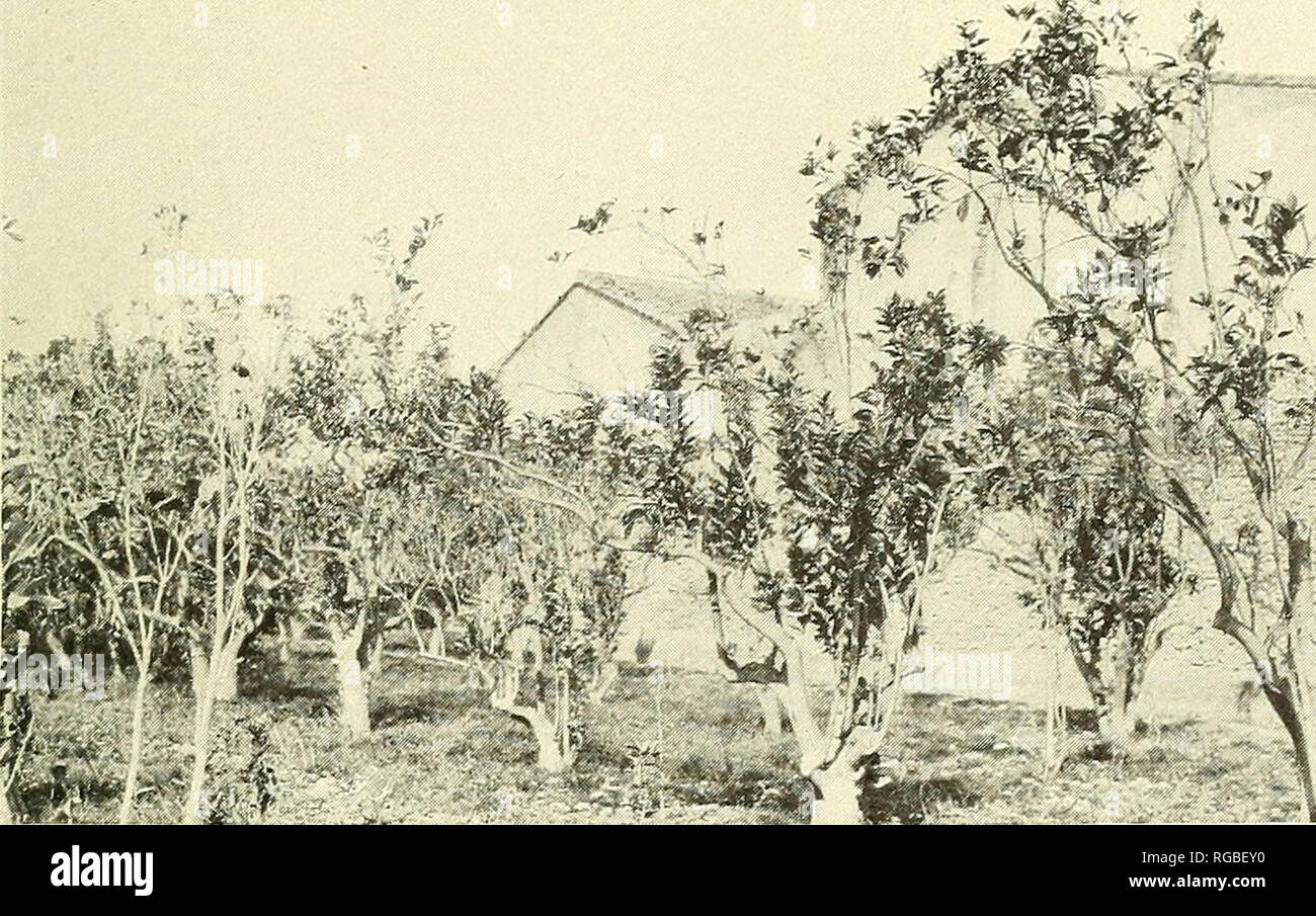 . Bulletin of the U.S. Department of Agriculture. Agriculture; Agriculture. Bui. 134, U. S. Dept. of Agriculture. Plate V.. -- r fit i y Fig. 1 .—Orange Trees Partially Killed by the Purple Scale (Lepidosaphes qloveri) and the Long Scale (Lepidosaphes beckii) at Burriana, Spain. (Original.). Please note that these images are extracted from scanned page images that may have been digitally enhanced for readability - coloration and appearance of these illustrations may not perfectly resemble the original work.. United States. Dept. of Agriculture. [Washington, D. C. ?] : The Dept. : Supt. of Docs Stock Photo