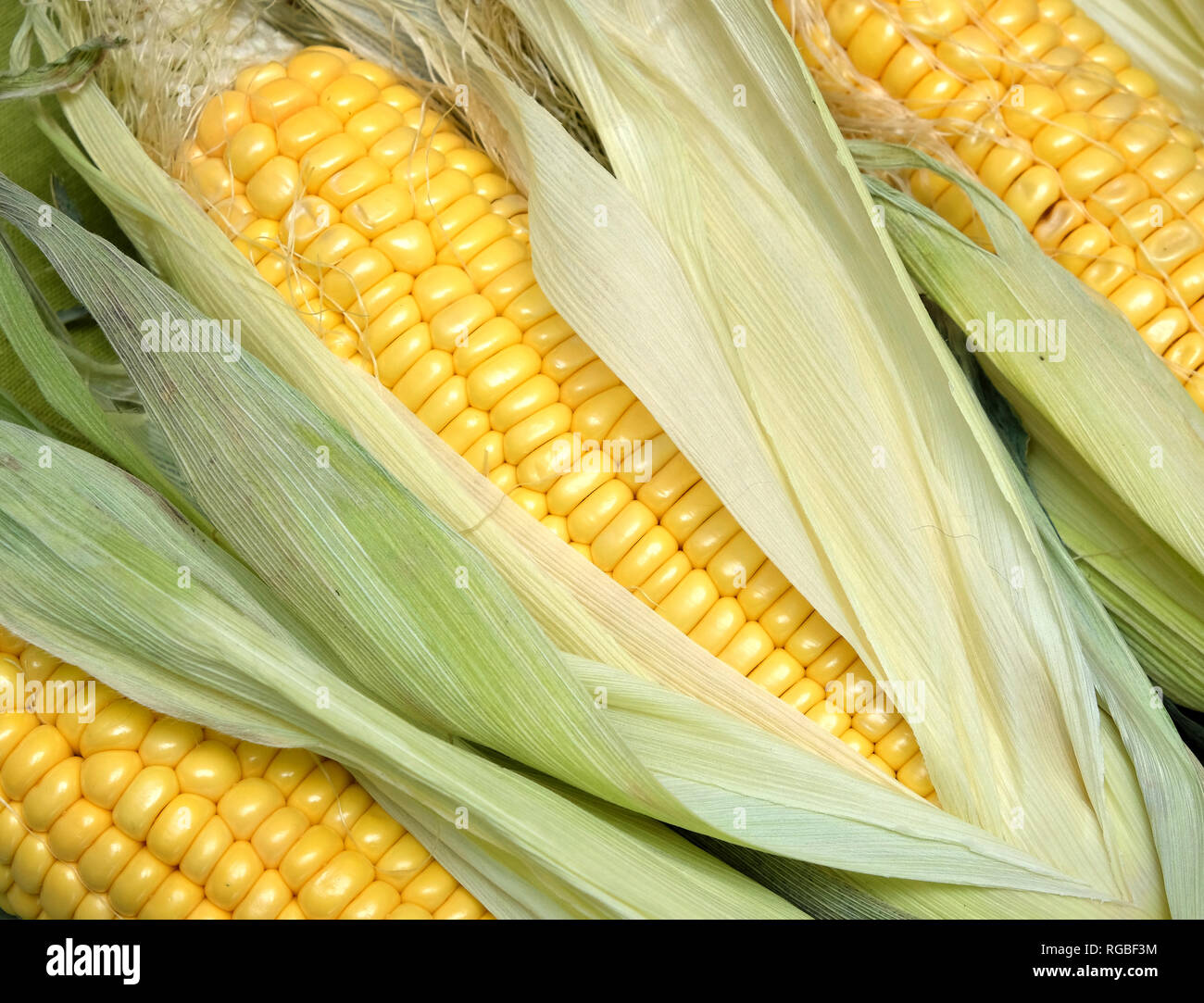 Ripe raw corn on the cob on green tablecloth diagonal view closeup ...