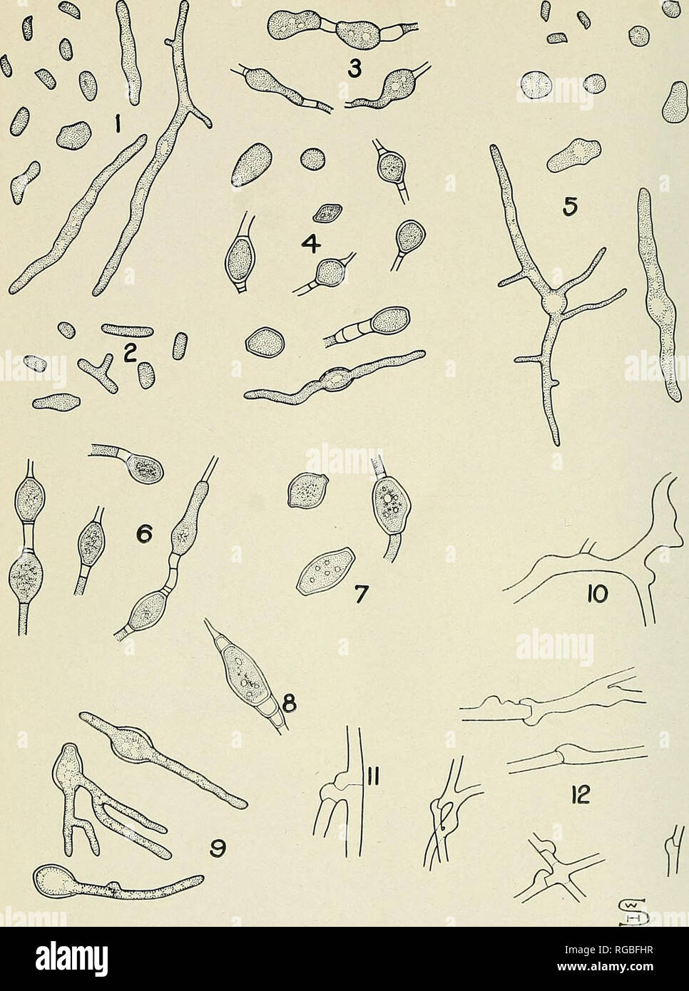 . Bulletin of the U.S. Department of Agriculture. Agriculture; Agriculture. Bui. 1053, U. S. Dept. of Agriculture. PLATE IV.. Basidiospore Studies of Lenzites and Trametes. (X 475.) Fig. 1.—Germinating basidiospores of Lenzites trabea on malt agar. Fig. 2.—Oidia of Lenzites trabea from secondary aerial mycelium on malt agar. Fig. 3.—Stages in formation of chlamydospores upon submerged mycelium of Lenzites trabea in malt agar. Fig. 4.—Chlamy- dospores and chlamydosporelike bodies of Lenzites trabea upon submerged mycelium in malt agar, one of them germinating. Fig. 5.—Germinating basidiospores  Stock Photo
