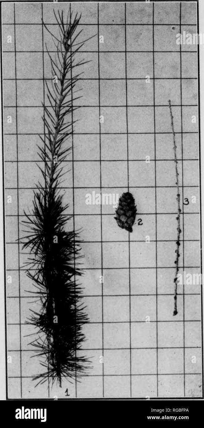 . Bulletin (Pennsylvania Department of Forests and Waters), no. 33-35. Forests and forestry. 20 &quot;1. Figure 3 European Labch. 1. Twig and foliage showing Individual needles on elongating twig and needles in rosettes on short spurs. 2. Cone. 3. Twig in winter showing growth during past two years 21 17. *Himalayan White Pine,—^Pinus excelsa, Wall. Twigs rather heavy, smooth glaucous-green. Bud-soales lie loosely. Needles about 6&quot; long as a minimum, more or less droop- ing. Usually of poor form in Pennsylvania. In general quite like white pine but cones are much larger. Only met as ornam Stock Photo
