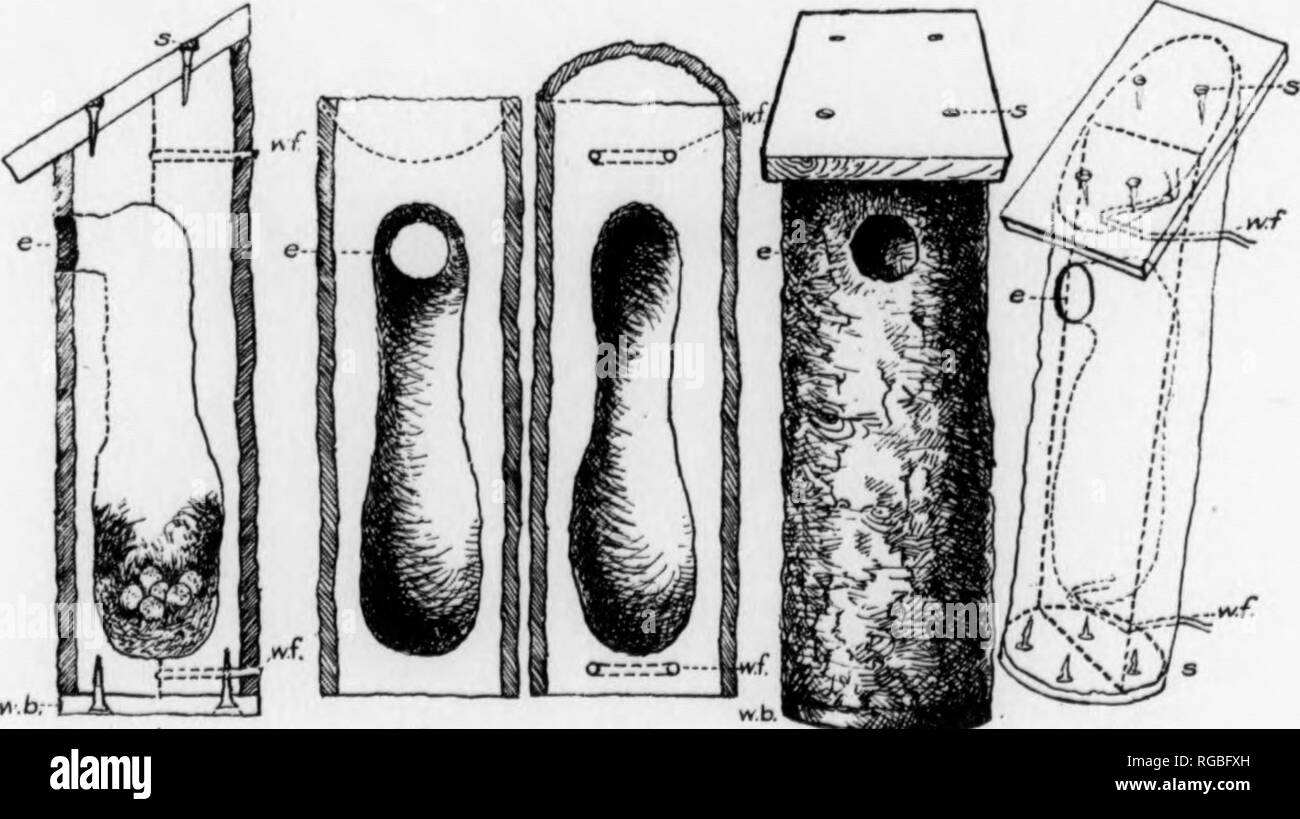 Cavity nesting bird Black and White Stock Photos & Images - Alamy
