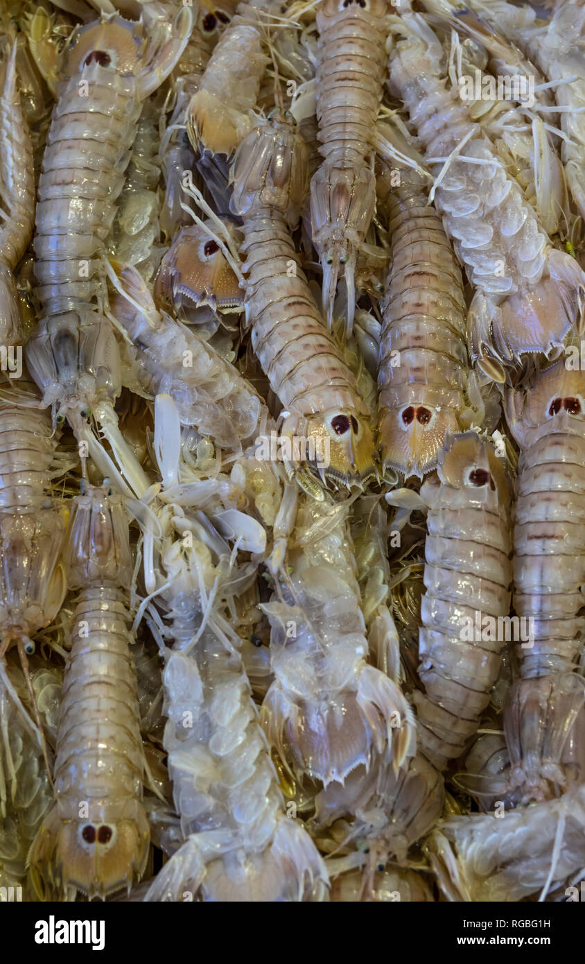 Squilla mantis shrimps close up Stock Photo