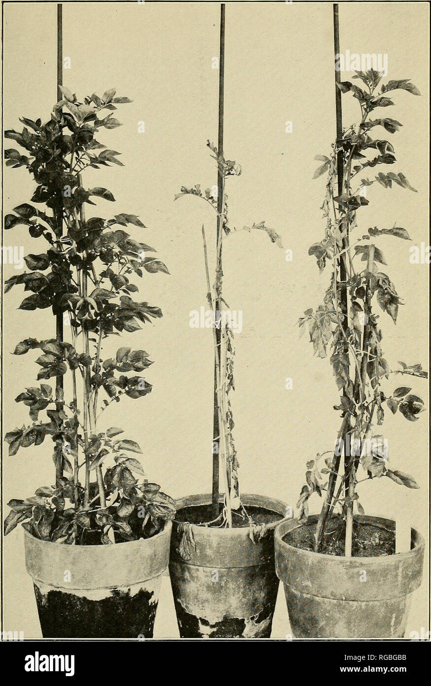 Verticillium wilt verticillium albo atrum hires stock photography and