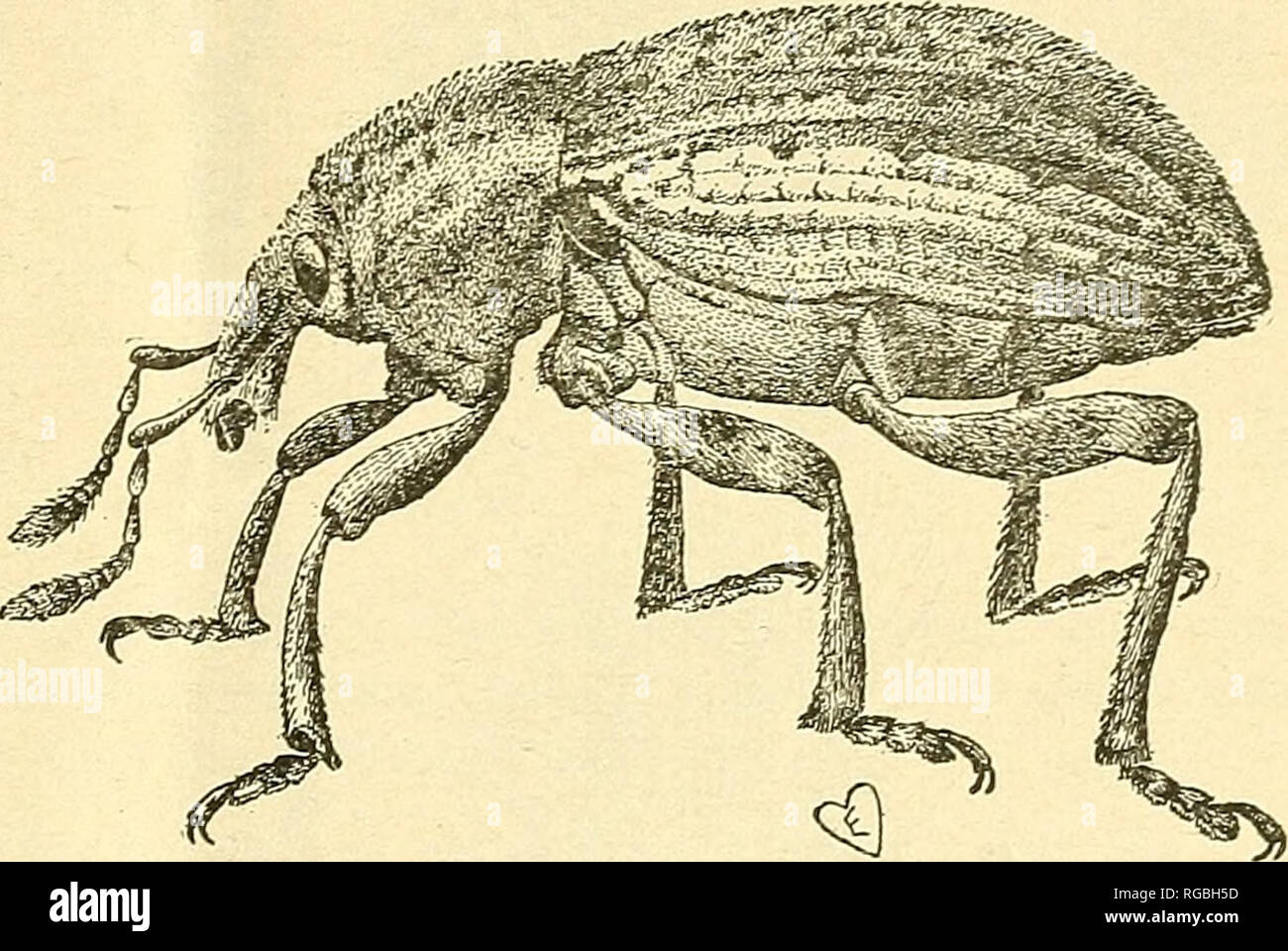 . Bulletin of the U.S. Department of Agriculture. Agriculture; Agriculture. CLOVER-LEAF WEEVIL. deep, punctured; antennae reddish-black, scape reaching to middle of eyes, not as long as funicle, not greatly enlarged at tip; first joint of funicle distinctly longer than second, enlarged at the apex so that it is about one-half as thick as long, second joint equal to three and four united, joints three to seven regularly shorter and broader, seven as wide as long, club elongate-oval, pointed at the tip, antennae with many fine hairs, those on club very fine and dense. Mandibles po.ished, dull re Stock Photo