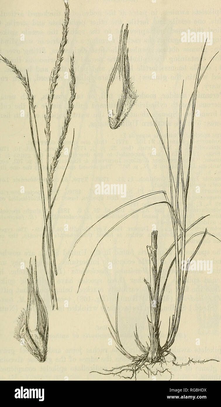 . Bulletin of the U.S. Department of Agriculture. Agriculture; Agriculture. GENERA OF GRASSES OF THE UNITED STATES. 277. p,f;. if;7.—Eli/onuruR tririxficotdcH. Plant, X I ; two views of a pair nf nplkdi'ts with a Jfilrit of the rachlB, X 5.. Please note that these images are extracted from scanned page images that may have been digitally enhanced for readability - coloration and appearance of these illustrations may not perfectly resemble the original work.. United States. Dept. of Agriculture. [Washington, D. C. ?] : The Dept. : Supt. of Docs. , G. P. O. Stock Photo