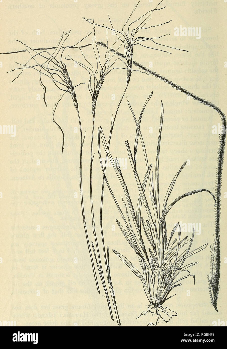 . Bulletin of the U.S. Department of Agriculture. Agriculture; Agriculture. 274 • BULLETIN 112, U. S. DEPARTMENT OF AGRICULTURE.. Fig. IGZ.—Heteropogon contortus. Plant, X I; fruiting fertile spikelet. X 5.. Please note that these images are extracted from scanned page images that may have been digitally enhanced for readability - coloration and appearance of these illustrations may not perfectly resemble the original work.. United States. Dept. of Agriculture. [Washington, D. C. ?] : The Dept. : Supt. of Docs. , G. P. O. Stock Photo
