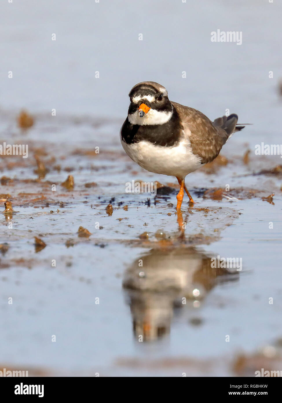 Common Ringed Plover Stock Photo - Alamy