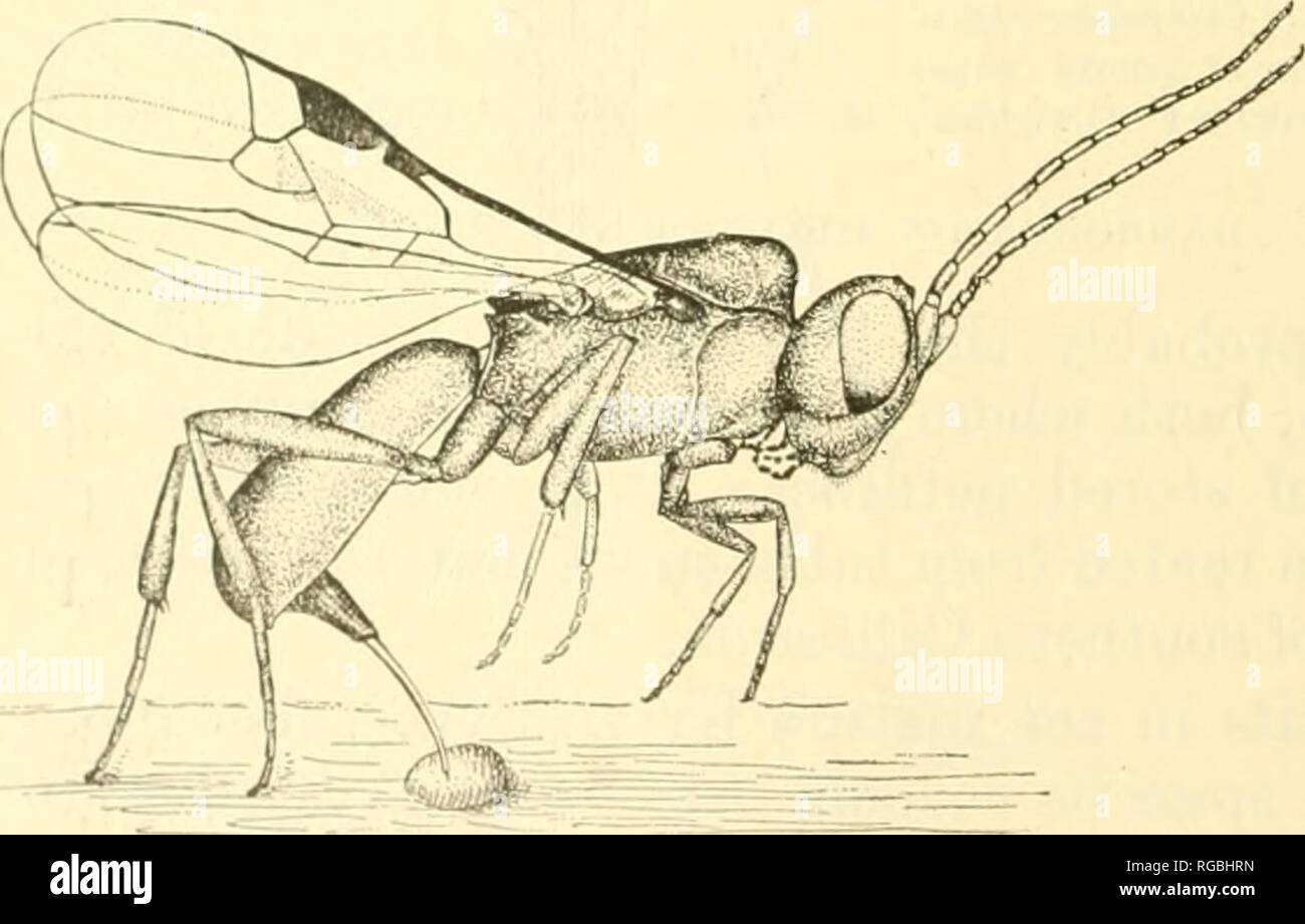 . Bulletin of the U.S. Department of Agriculture. Agriculture. Fig. 20.—Chdonus shoshoneanoruvi: Adult female. Much enlarged. (Original.) explains its comparative immunity from the secondary parasite Vihracliys houcheanus. The adult feeds quite often at the oviposition wounds of its host. The adults are very hardy and the female is long hved. One female lived from Jidy 19 to September 21, 1014, a period of 64 days, and in this time 291 adults were reared from this one specimen. When the. Fig. ZO.— Chdonous shoshoneanorum: Female ovipositini; in egg of tuber moth. Much enlarged. (Original.) mor Stock Photo