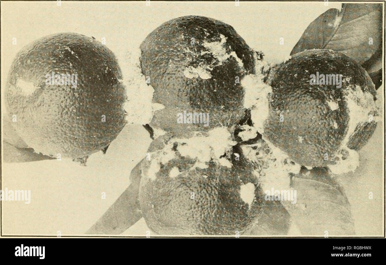 . Bulletin of the U.S. Department of Agriculture. Agriculture. Fig. 1.—The Mealy Bug (Pseudococcus citri) on Oranges, Sicily. (Original.). Fig. 2.—Lemons with Severe Infestation of Mealy Bug (P. citrp, Acireale, Sicily. (Original.) DAMAGE TO CITRUS FRUITS BY THE MEALY BUG.. Please note that these images are extracted from scanned page images that may have been digitally enhanced for readability - coloration and appearance of these illustrations may not perfectly resemble the original work.. United States. Dept. of Agriculture. [Washington, D. C. ?] : The Department : Supt. of Docs. , Govt. Pri Stock Photo