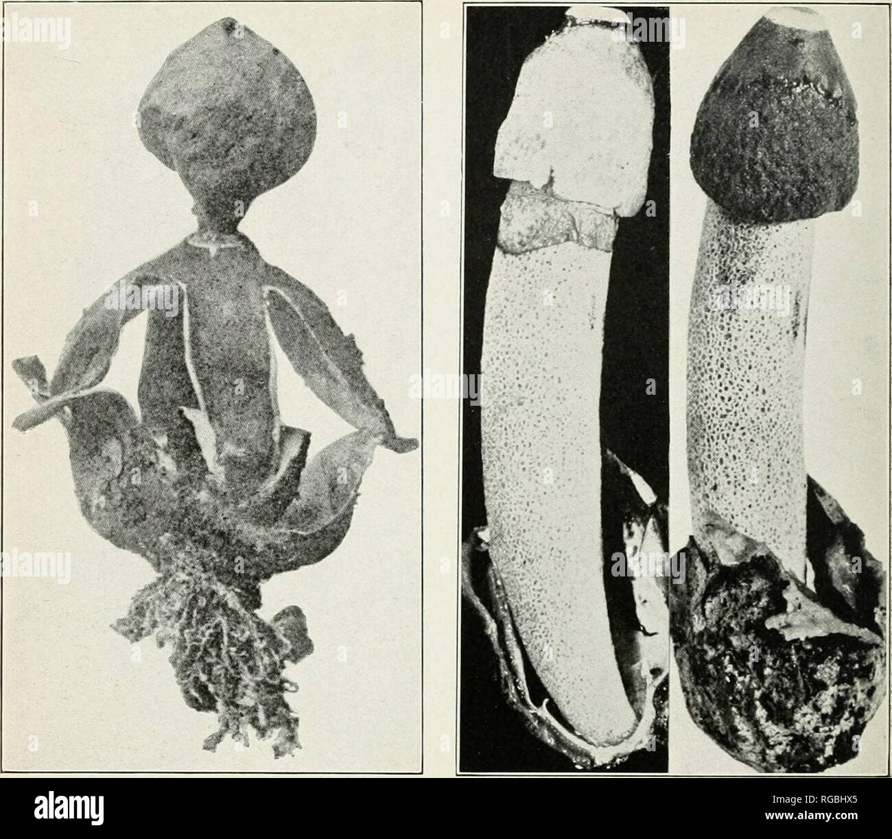 . Bulletin of the U.S. Department of Agriculture. Agriculture; Agriculture -- United States. Bui. 175, U. S. Dept. of Agriculture. Plate XXXVI.. Fig. 1.—Geaster radicans. Fig. 2.—Dictyophora ravenelii (Mature Specimen).. Please note that these images are extracted from scanned page images that may have been digitally enhanced for readability - coloration and appearance of these illustrations may not perfectly resemble the original work.. United States. Dept. of Agriculture. [Washington, D. C. ?] : The Dept. : Supt. of Docs. , Govt. Print. Off. Stock Photo
