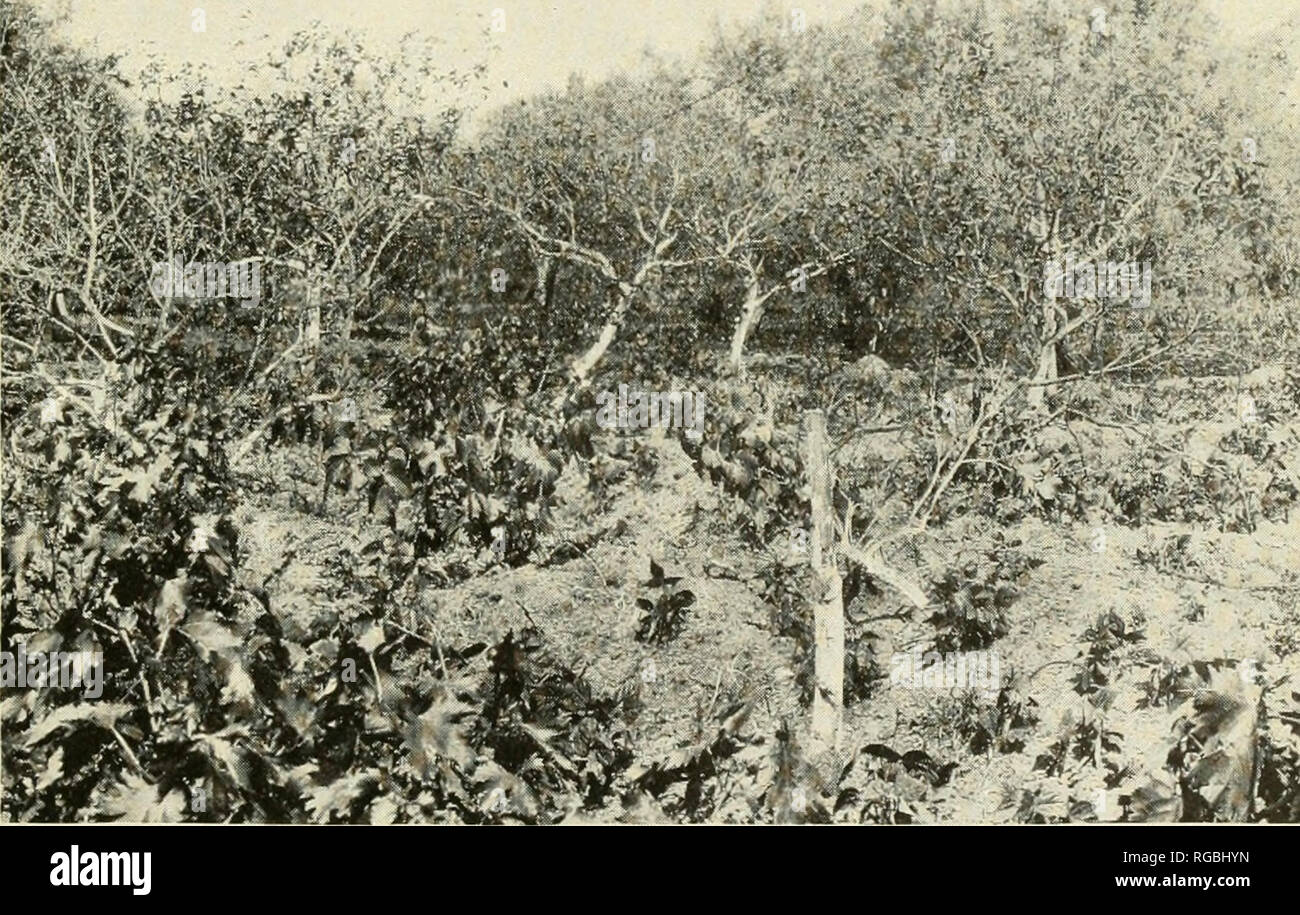 . Bulletin of the U.S. Department of Agriculture. Agriculture. Fig. 1 .—Orange Trees Partially Killed by the Purple Scale (Lepidosaphes qloveri) AND the Long Scale (Lepidosaphes beckii) at Burriana, Spain. (Original.). hi^i^M:^-^ Fig. 2.—Lemon Trees Killed by the Cottony Cushion Scale (Icerya purchasi) at Bagheria, Sicily. (Original.) SCALE INSECT ENEMIES OF CITRUS FRUITS IN THE MEDITERRANEAN.. Please note that these images are extracted from scanned page images that may have been digitally enhanced for readability - coloration and appearance of these illustrations may not perfectly resemble t Stock Photo