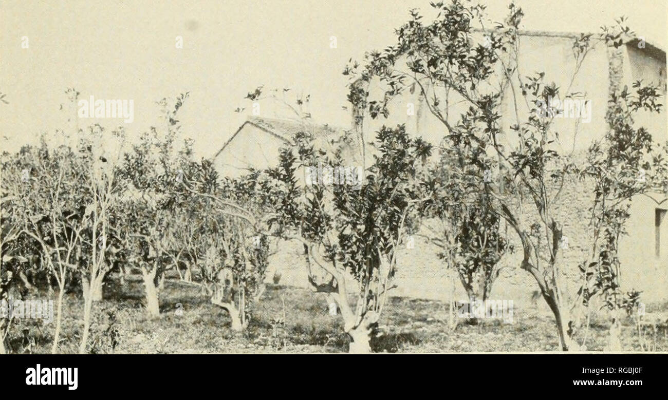 . Bulletin of the U.S. Department of Agriculture. Agriculture. Bui. 134, U. S. Dept. of Agriculture. Plate V.. Fig. 1 .—Orange Trees Partially Killed by the Purple Scale (Lepidosaphes qloveri) AND the Long Scale (Lepidosaphes beckii) at Burriana, Spain. (Original.). Please note that these images are extracted from scanned page images that may have been digitally enhanced for readability - coloration and appearance of these illustrations may not perfectly resemble the original work.. United States. Dept. of Agriculture. [Washington, D. C. ?] : The Department : Supt. of Docs. , Govt. Print. Off. Stock Photo